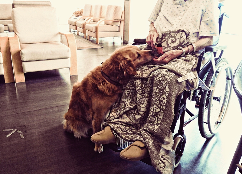 Persona mayor en silla de ruedas interactúa con un perro